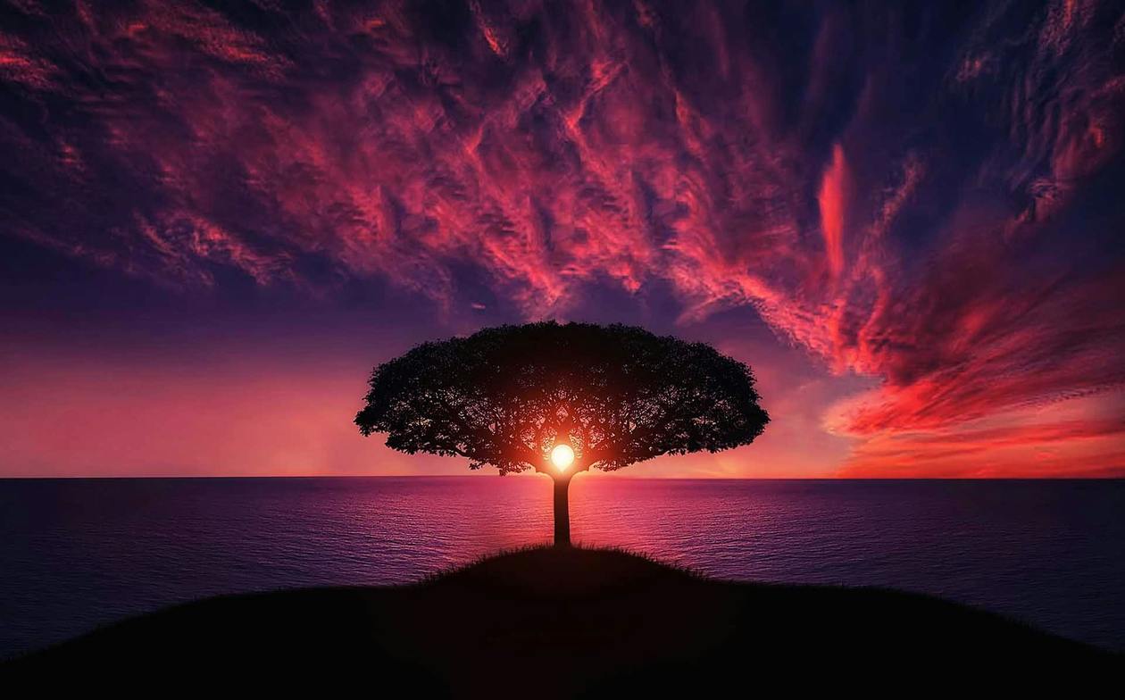 Tree in pink sunset